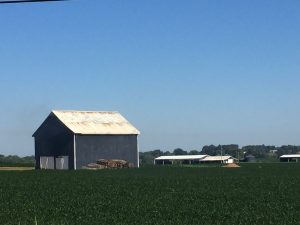 A smoking barn amidst the tobacco fields during harvest. If you look closely, you may be able to see the first hints of smoke rising from the ridge vent. 